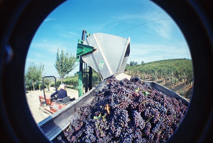 Raccolta - Cascina Lana